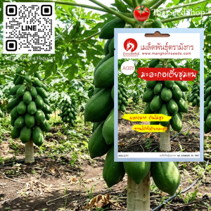 เมล็ดพันธุ์มะละกอเตี้ยชุมแพ