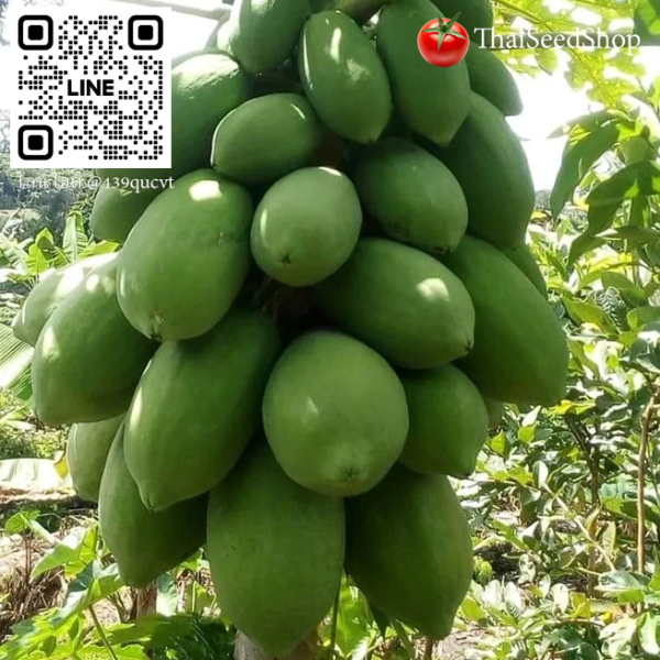 เมล็ดพันธุ์มะละกอเตี้ยชุมแพ