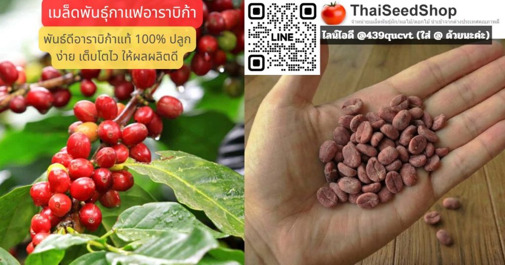 เมล็ดพันธุ์กาแฟอาราบิก้า