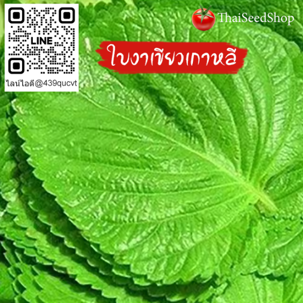 เมล็ดพันธุ์ใบงาเขียวเกาหลี