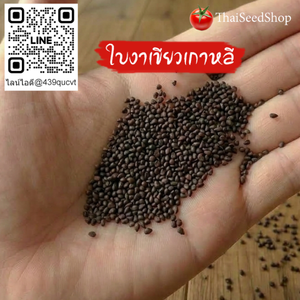 เมล็ดพันธุ์ใบงาเขียวเกาหลี
