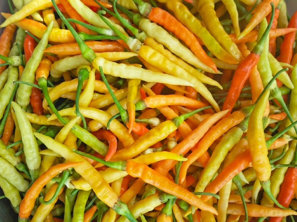 เมล็ดพันธุ์พริกเหลืองอินโด