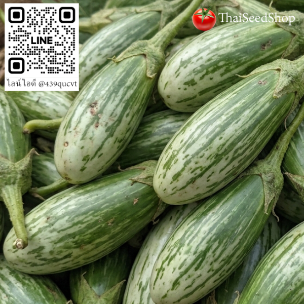 เมล็ดพันธุ์มะเขือเปราะตอปิโด ผลดก กรอบ อร่อย