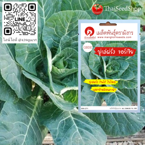 เมล็ดพันธุ์ปูเล่ฝรั่งจอร์เจีย ปูเล่ทานได้ ใบใหญ่