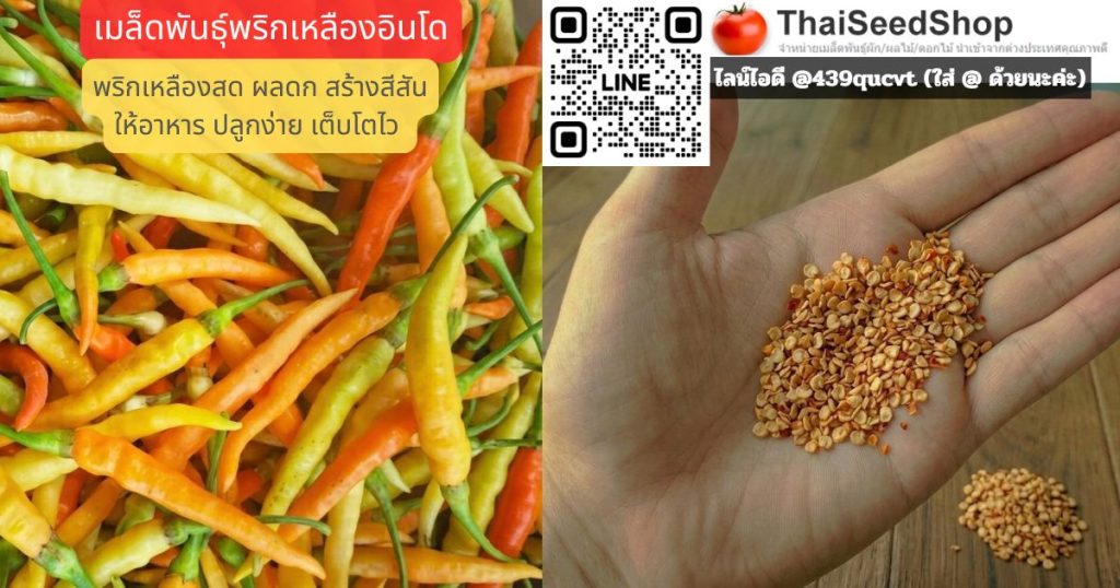 เมล็ดพันธุ์พริกเหลืองอินโด