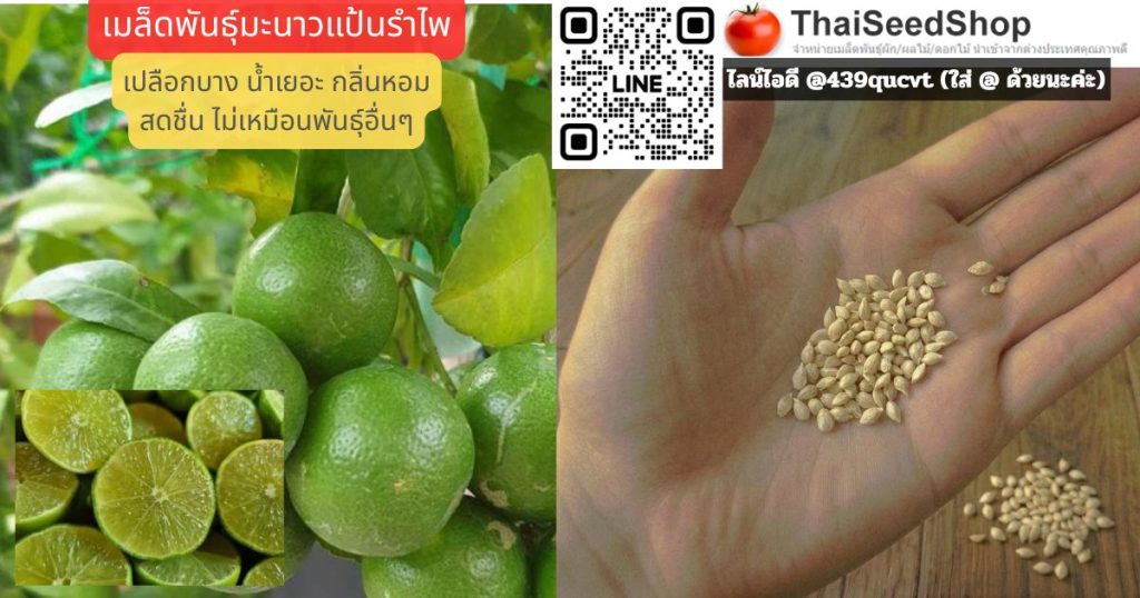 วิธีเพาะและปลูกจากเมล็ดพันธุ์มะนาวแป้นรำไพ