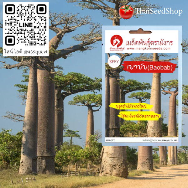 เมล็ดพันธุ์เบาบับ (Baobab Digitata)