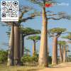 เมล็ดพันธุ์เบาบับ (Baobab Digitata)