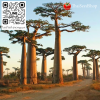 เมล็ดพันธุ์เบาบับ (Baobab Digitata)