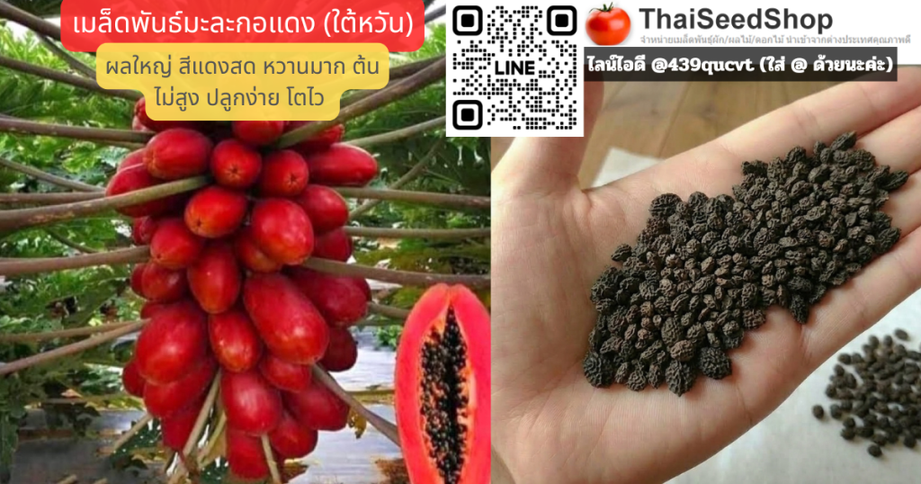 เมล็ดพันธ์มะละกอ ใต้หวัน